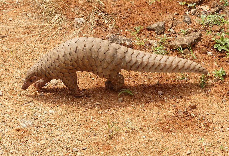 800px pangolin brought to the range office kmtr ajtj cropped