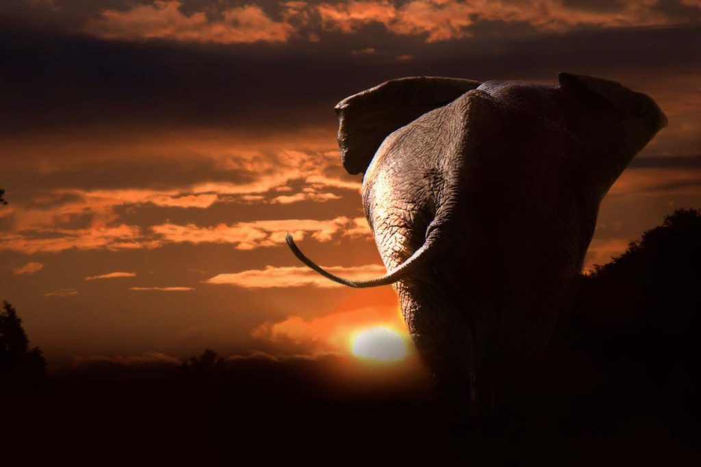 В Африке зафиксировали таинственную гибель нескольких сотен слонов