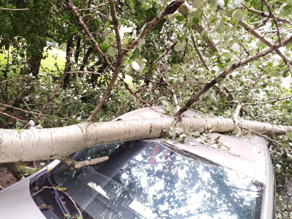 Ураган валил деревья в Петербурге, Ленобласти и в Карелии
