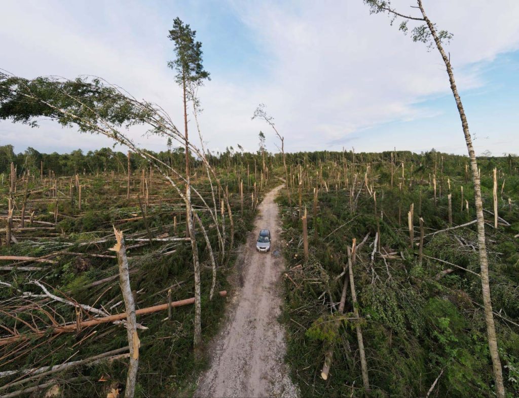В Московской области смерч поломал участок леса