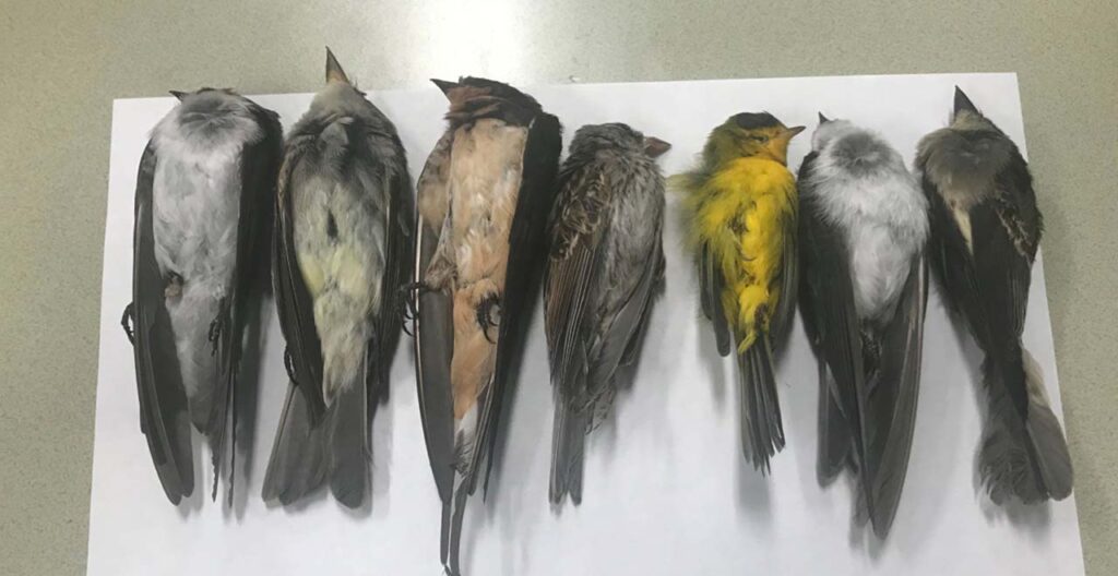В Америке тысячи мертвых птиц падают с неба