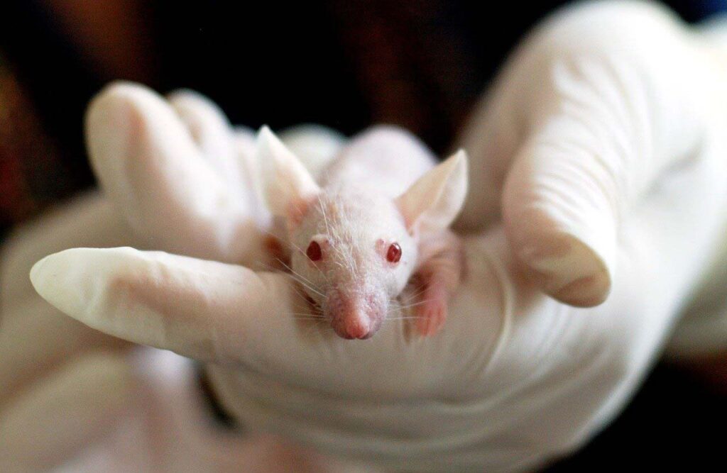 Японские ученые вылечили болезнь Альцгеймера у мышей за несколько дней