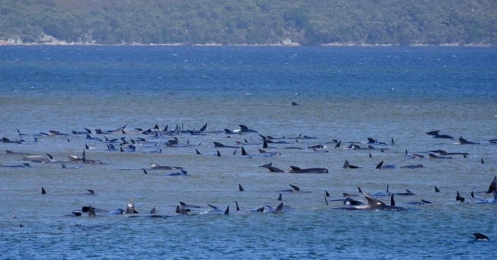 В Тасмании произошел массовый выброс черных дельфинов