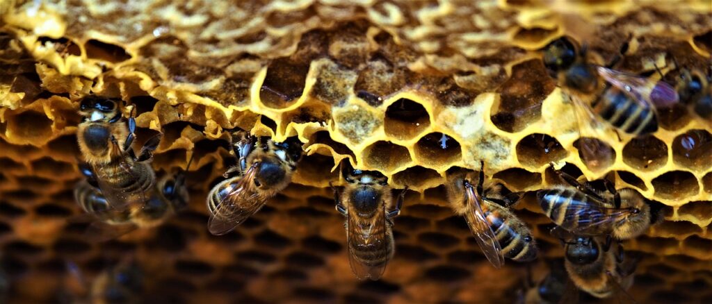 В мёде нашли следы радиоактивных осадков от испытаний ядерных 70-летней давности