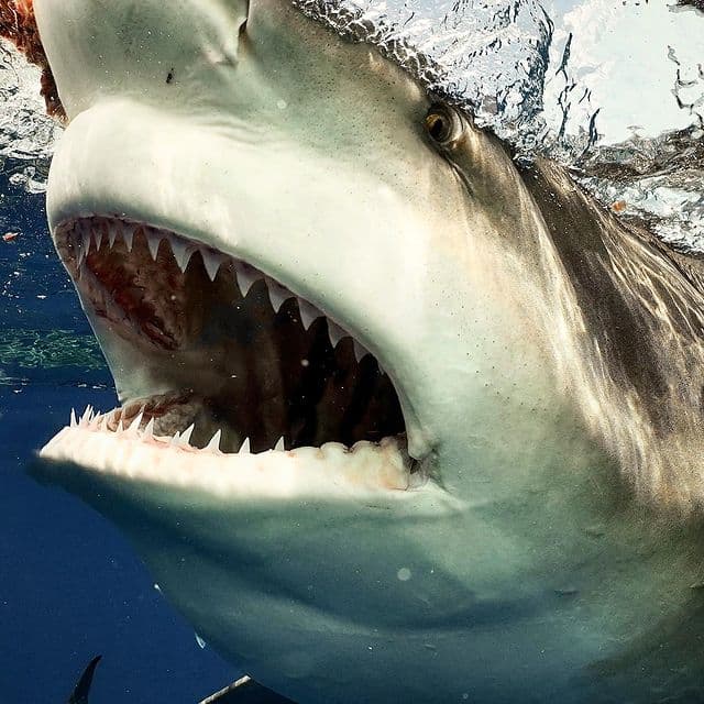 Дайвер столкнулся с акулой 4-метровой длины