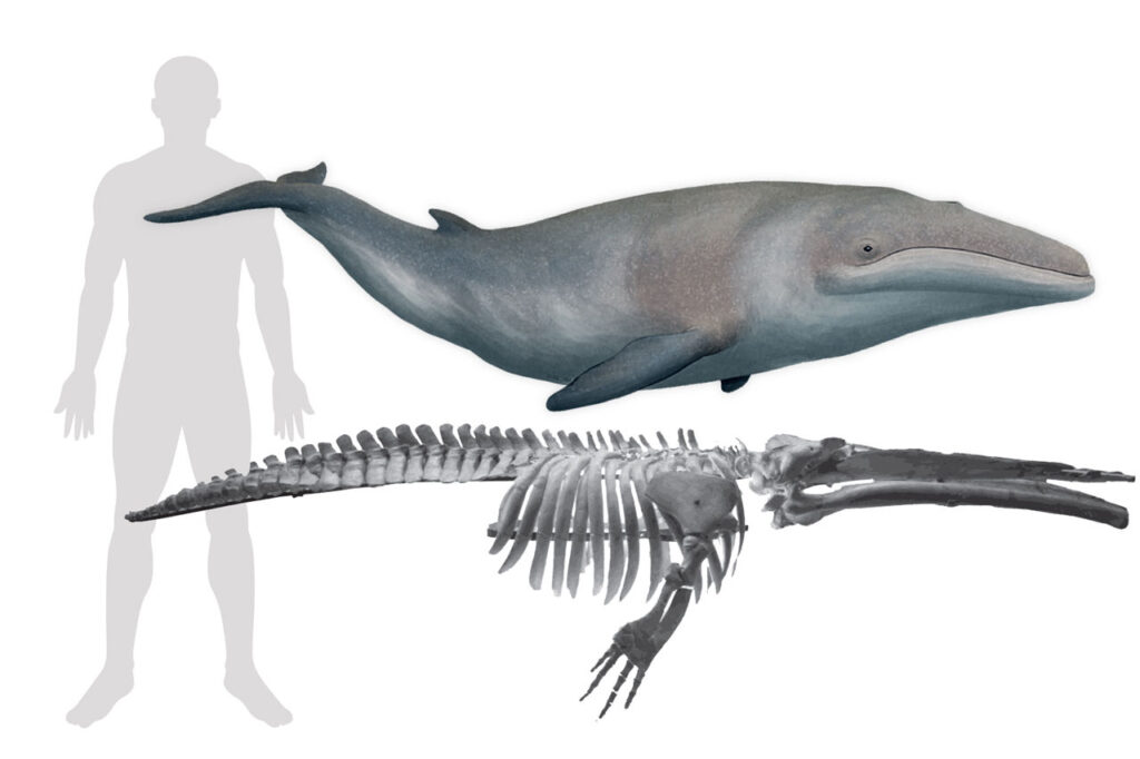 В самом большом мега-озере в истории Земли жили самые маленькие мини-киты