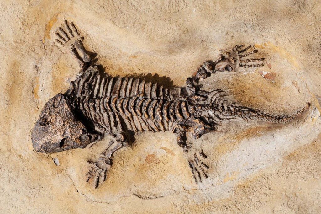 Тайны окаменелостей динозавров: каков же их настоящий возраст?