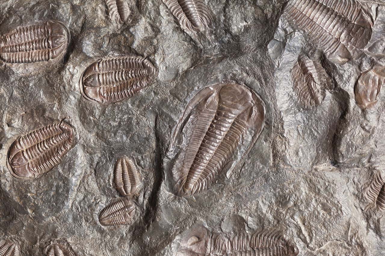 400 млн лет назад какой период. Трилобиты и аммониты. Трилоби Ордовик. Трилобит окаменелость.