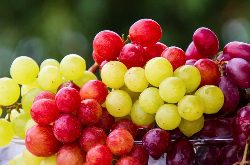 Вещество из виноградных косточек может продлить жизнь