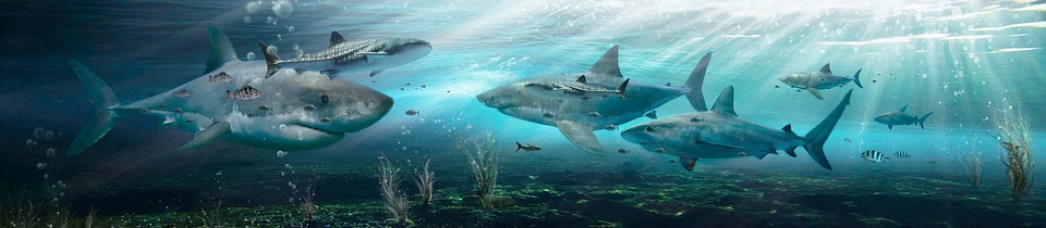 20-метровые акулы-мегалодоны жили в холодных водах океана