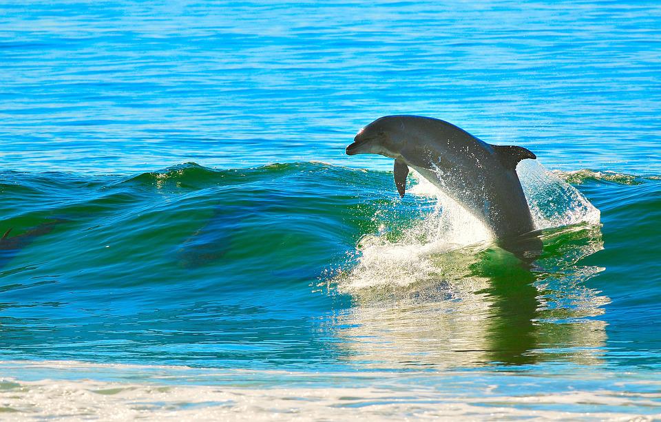 Названа возможная причина того, что дельфины выбрасываются на берег