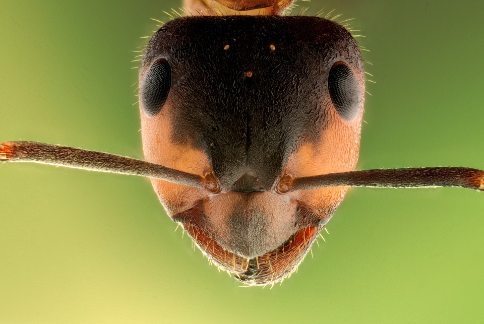 Ученые научили муравьев обнаруживать онкологию у людей