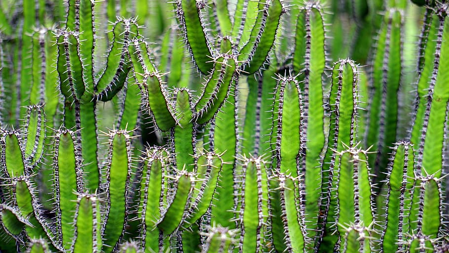 nature plants cactus cacti thorns field
