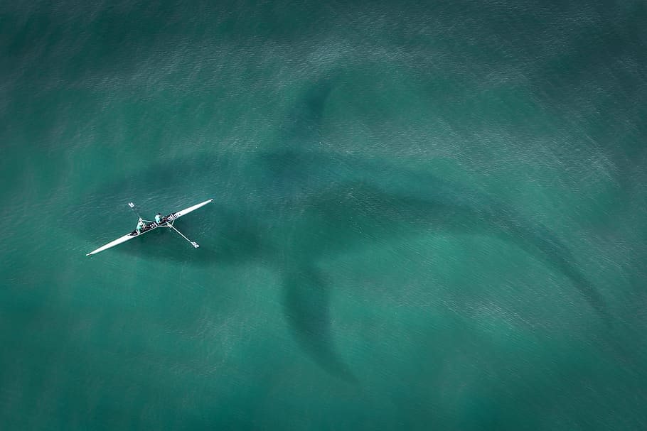 Горбатые киты обмениваются песнями на тысячи километров