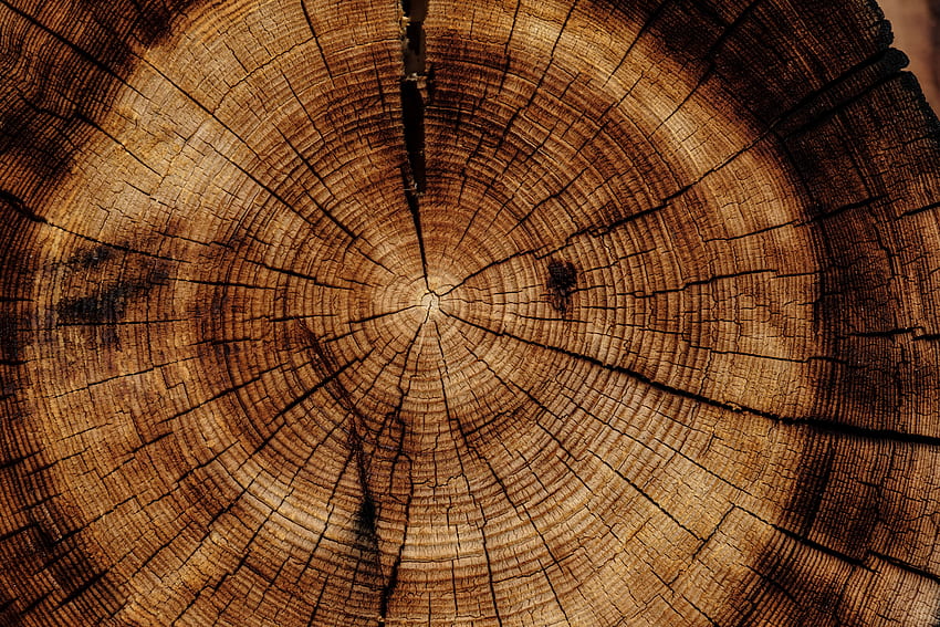 Кольца деревьев рассказали о таинственном космическом супершторме раз в тысячу лет